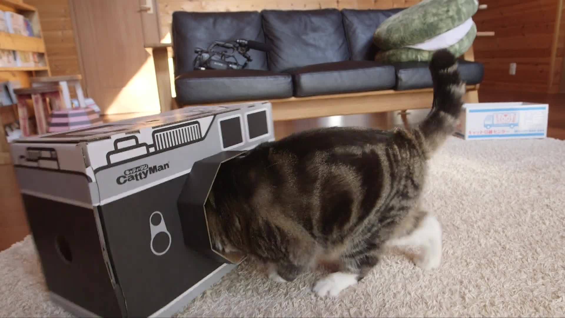 Maru hotsell cat youtube